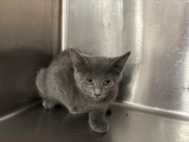 A baby small-sized female Domestic Short Hair cat named Dorinda for adoption in Thousand Palms, CA