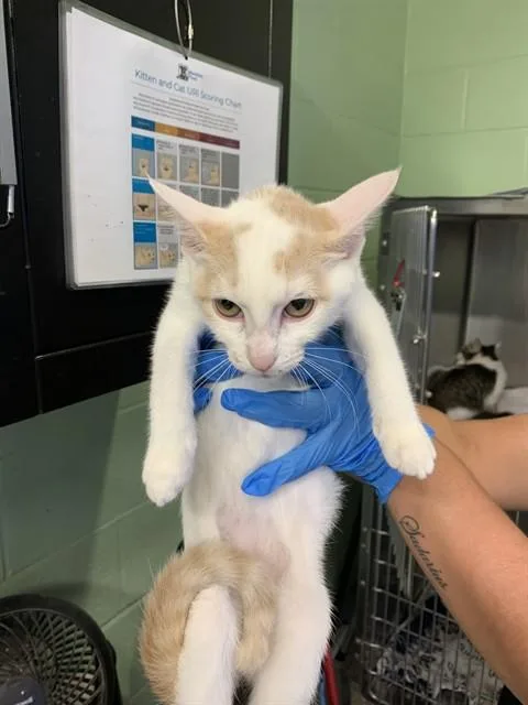 A baby small-sized female Domestic Short Hair cat named Claire for adoption in Grand Prairie, TX