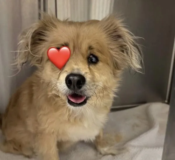 An adult small-sized male Spaniel dog named Popeye for adoption in El Cajon, CA