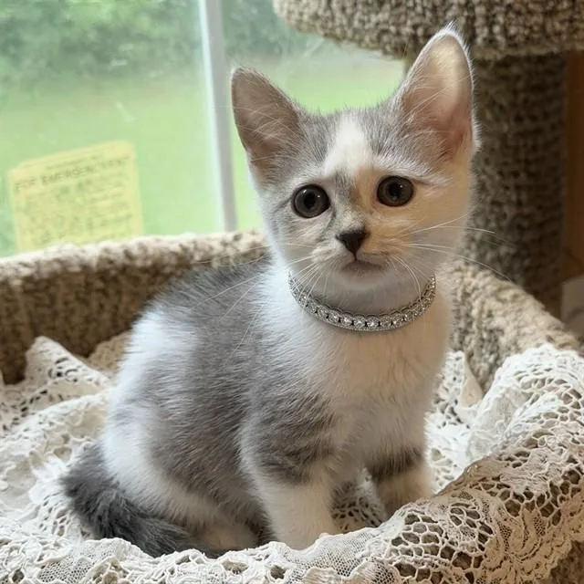 Glitterstorm