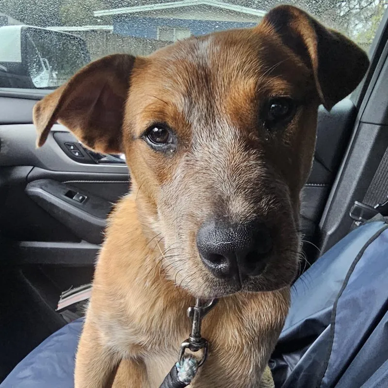 An adult medium-sized male Red / Chestnut / Orange Cattle Dog dog named Andy for adoption in Melrose, FL