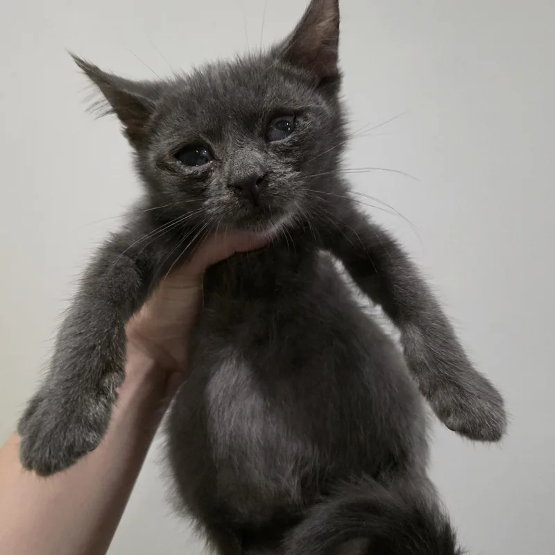 A baby medium-sized male Gray / Blue / Silver Domestic Short Hair cat named Ezekiel for adoption in Moriches, NY