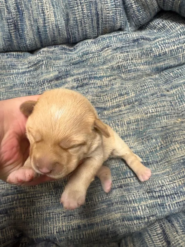 A baby small-sized female Labrador Retriever dog named Reese for adoption in Brownwood, TX