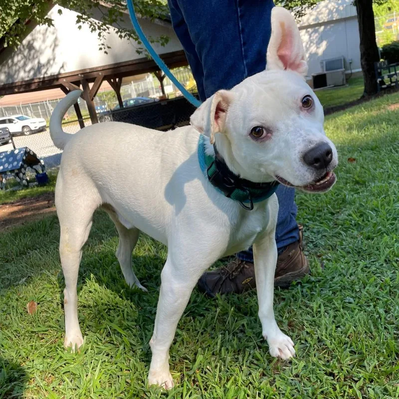 A senior medium-sized male White / Cream Mixed Breed dog named Snowflake for adoption in Greensboro, NC