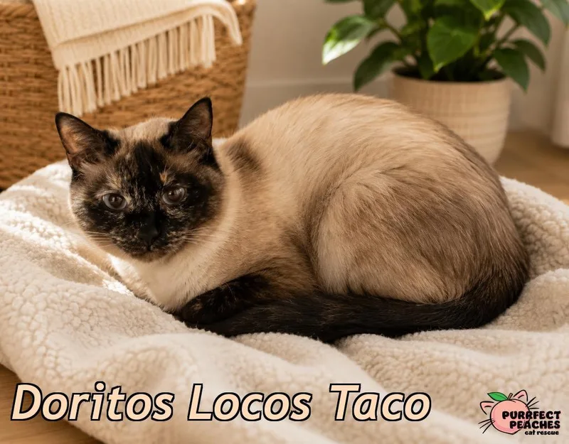 Doritos Locos Taco thumbnail 2