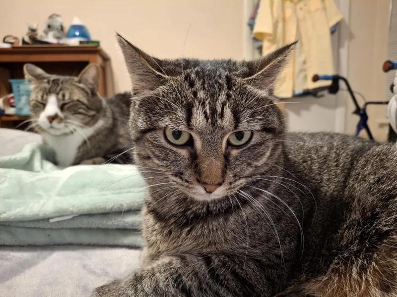 Maggie Rose thumbnail 3