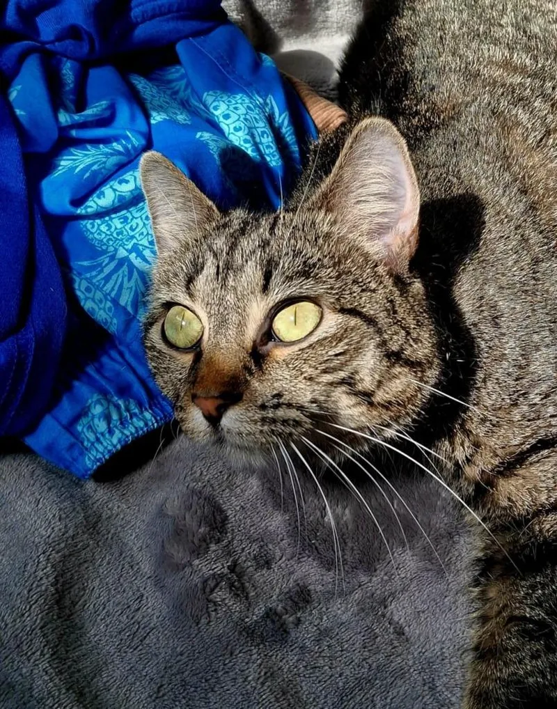 Maggie Rose thumbnail 4