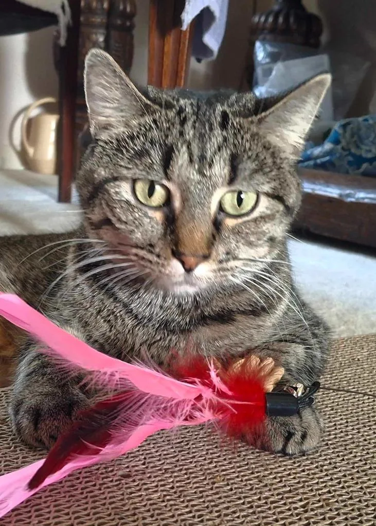 Maggie Rose thumbnail 5