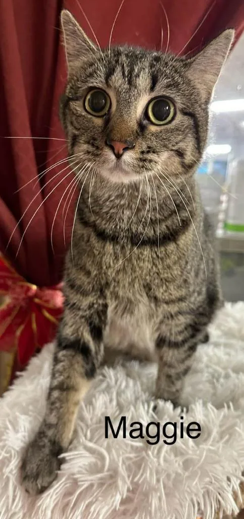 Maggie Rose thumbnail 6