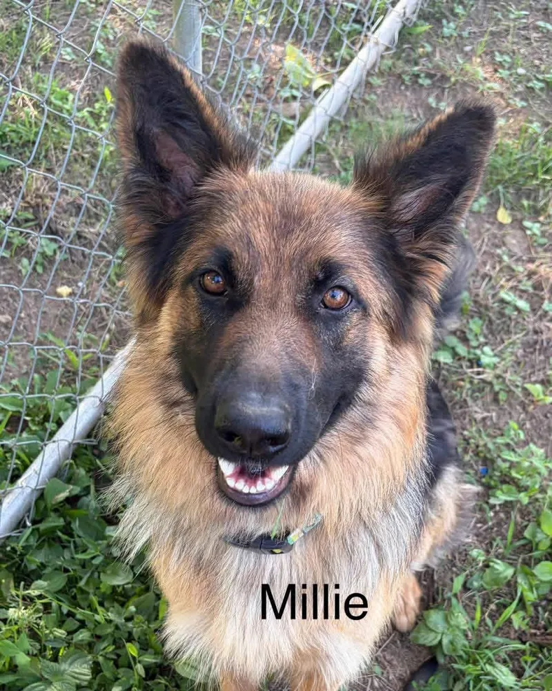 Momma Millie