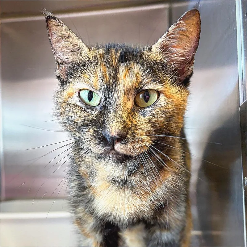 An adult small-sized female Tortoiseshell Domestic Short Hair cat named Salsa for adoption in Hannibal, MO