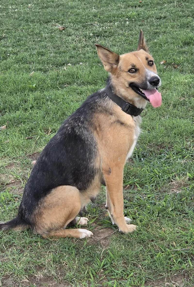 An adult medium-sized female German Shepherd Dog dog named Denim for adoption in Okemah, OK