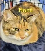 An adult extra large-sized female Orange & White Domestic Long Hair cat named Nomi for adoption in Moline, IL