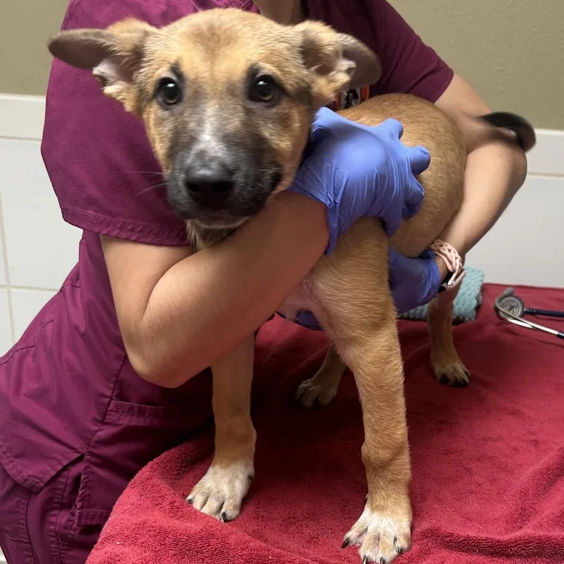 A baby small-sized male Brown / Chocolate Shepherd dog named Shrek for adoption in Ojai, CA