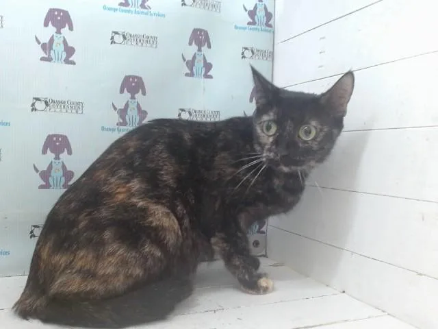 A young small-sized female Domestic Short Hair cat named Isabella for adoption in Orlando, FL