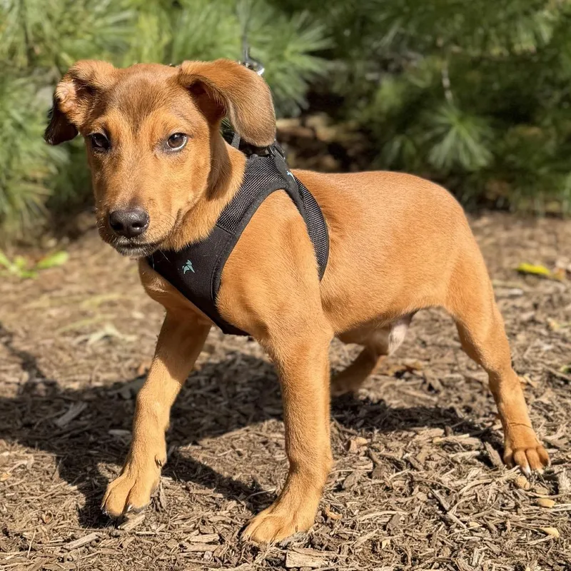 A baby small-sized male Brown / Chocolate Mixed Breed dog named Copper for adoption in East Hampton, NY