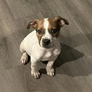 Espresso thumbnail 2