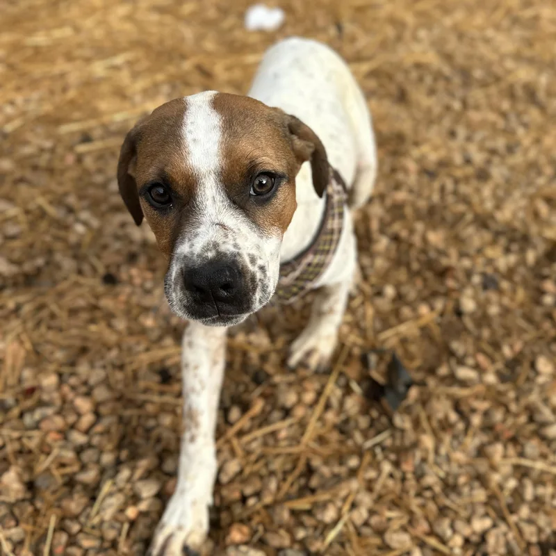 Espresso thumbnail 4