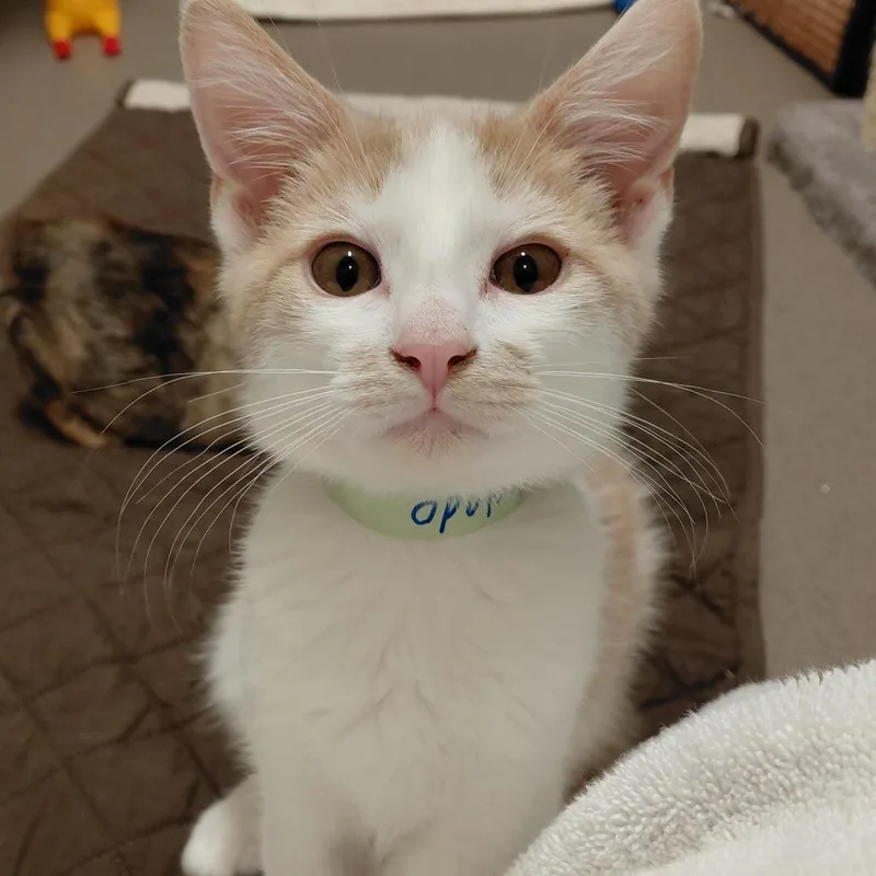 A baby small-sized male White Domestic Short Hair cat named Cortado for adoption in Middlebury, VT