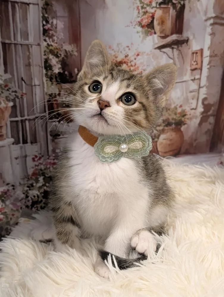 A baby small-sized male Tabby cat named Scar for adoption in Fremont, CA