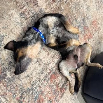 An adult medium-sized male Australian Cattle Dog / Blue Heeler dog named Rigatoni for adoption in Newport, WA