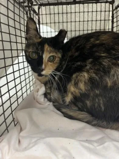 An adult large-sized female Domestic Short Hair cat named A for adoption in Los Angeles, CA