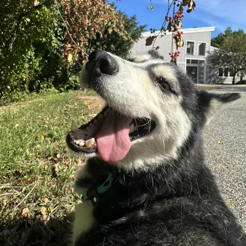 An adult medium-sized female Siberian Husky dog named Misty for adoption in Bedford, NH