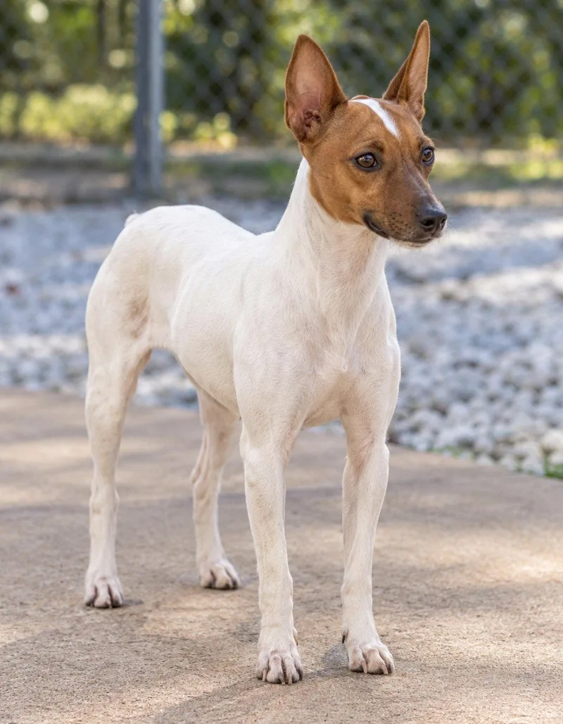 An adult medium-sized female Rat Terrier dog named Dixie for adoption in York, SC