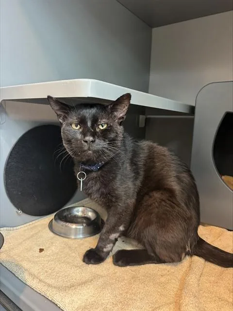 An adult medium-sized male Domestic Short Hair cat named Noir for adoption in Leesburg, VA