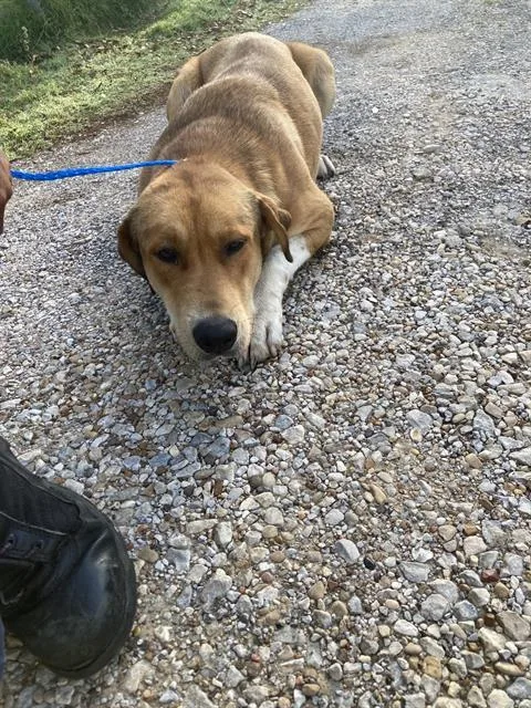 A young large-sized male Mixed Breed dog named Charlie for adoption in Dallas, TX