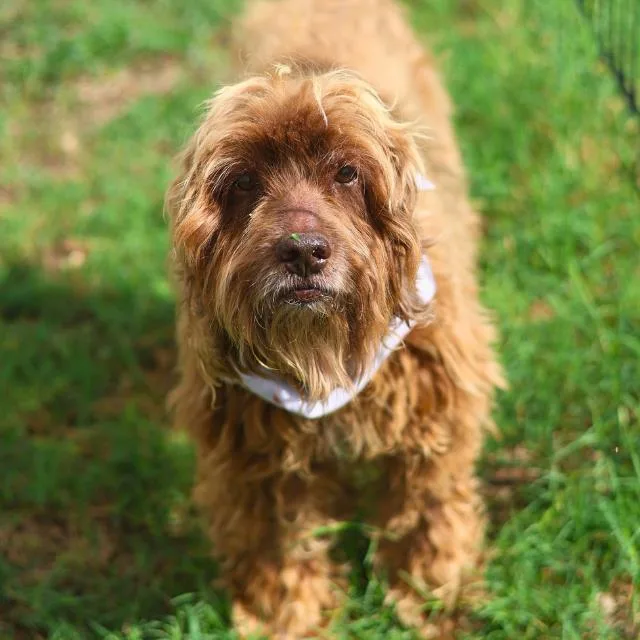 An adult medium-sized male Cocker Spaniel dog named Calypso for adoption in San Antonio, TX
