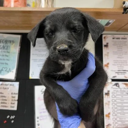 A baby medium-sized male Poodle dog named Luke for adoption in Morton Grove, IL
