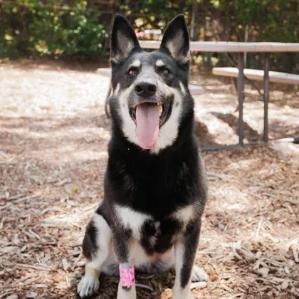 An adult large-sized female Mixed Breed dog named Roxy for adoption in Largo, FL