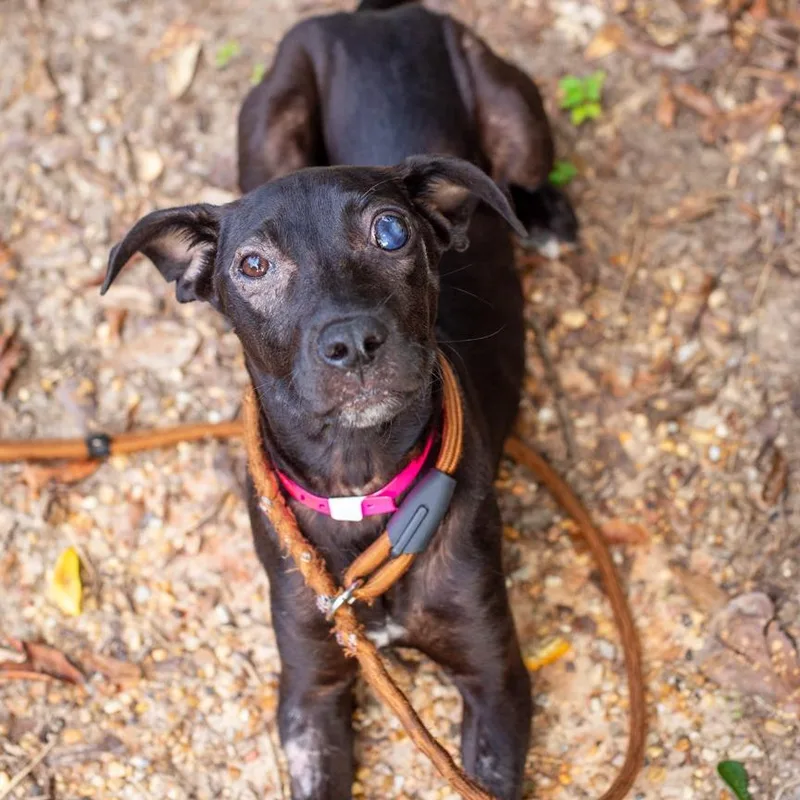 A young small-sized female Black Labrador Retriever dog named Sweet Tea for adoption in Hattiesburg, MS