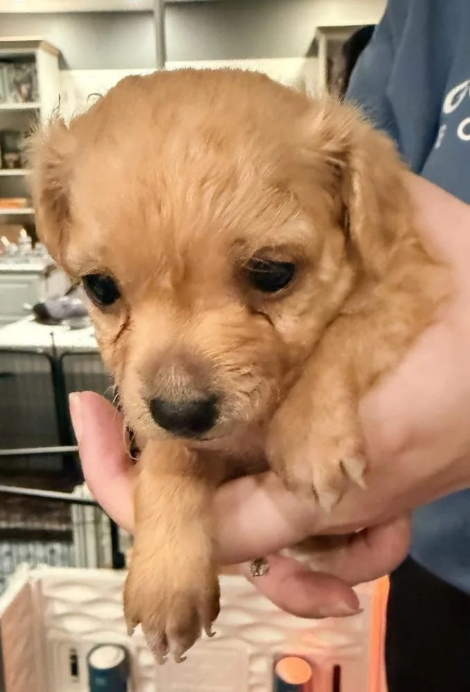 A baby small-sized male Red / Chestnut / Orange Chihuahua dog named Taquito for adoption in Beaumont, CA
