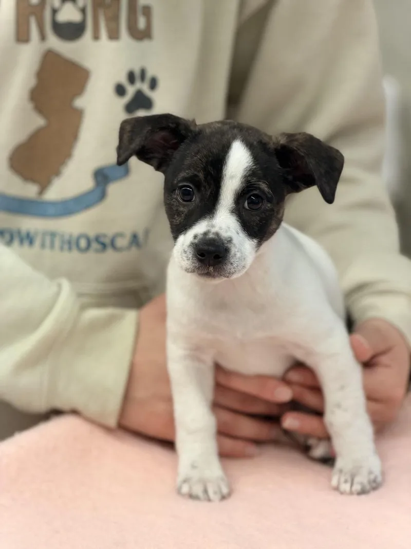 A baby medium-sized female Beagle dog named Sarah Jessica Barker for adoption in Sparta, NJ
