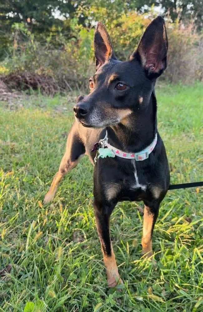 An adult small-sized female Miniature Pinscher dog named Winnie for adoption in Washington , PA