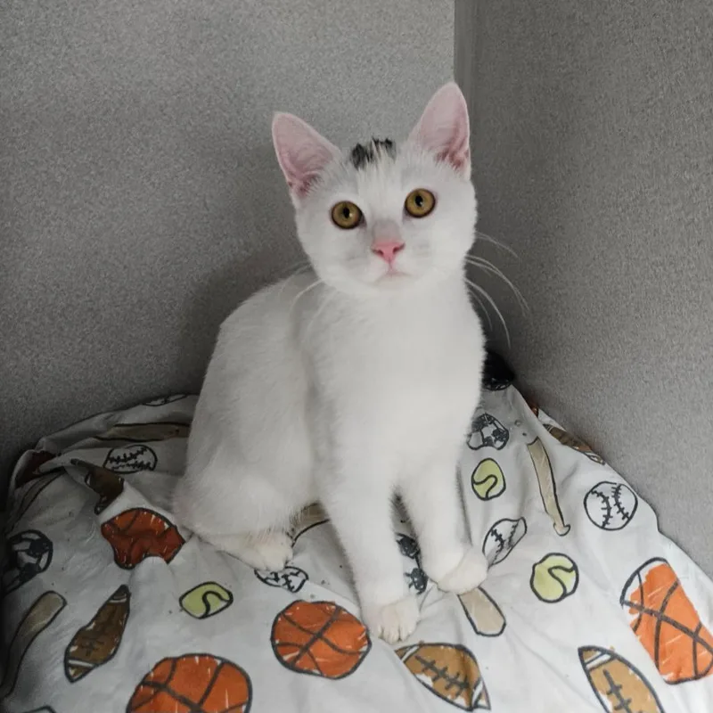 A baby small-sized female Domestic Short Hair cat named Frosted Flakes for adoption in Los Angeles, CA