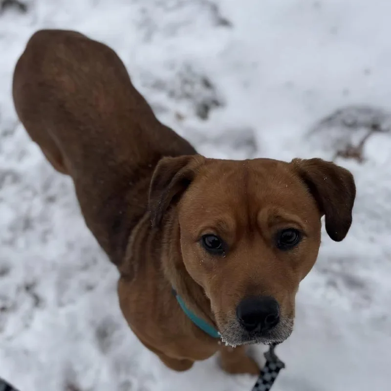 An adult medium-sized female Red / Chestnut / Orange Mixed Breed dog named Espy for adoption in Dearborn, MI