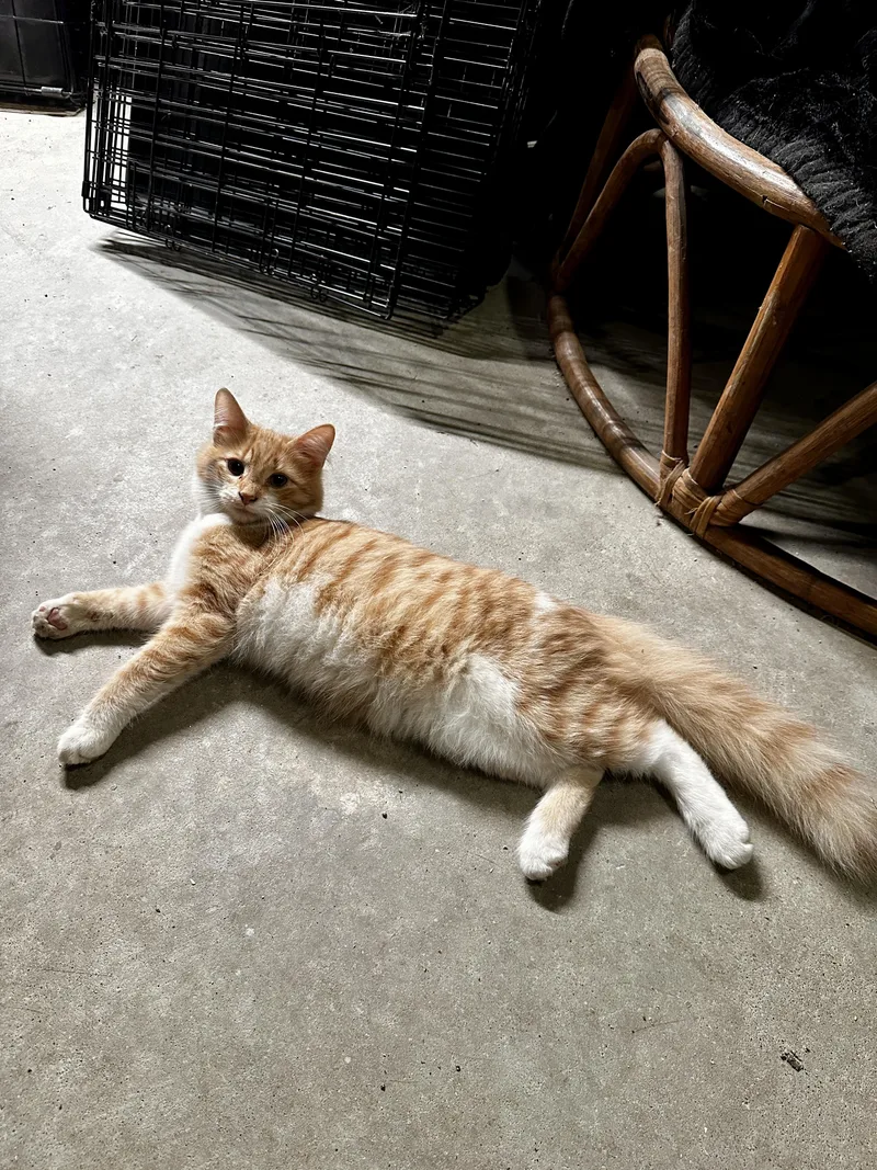 A baby medium-sized male Domestic Medium Hair cat named Potter for adoption in Suffolk, VA