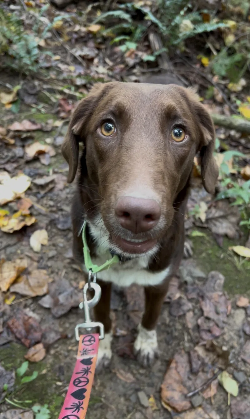 A young small-sized female Border Collie dog named Zither for adoption in Millerstown, PA