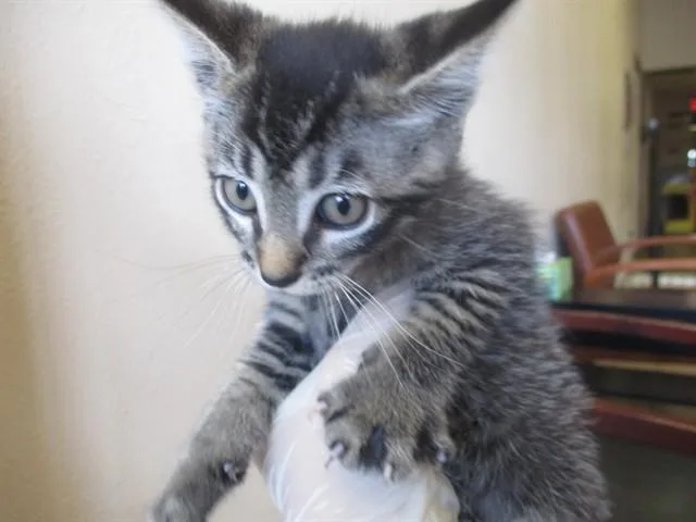 A baby small-sized female Domestic Short Hair cat named Gigi for adoption in Ocala, FL