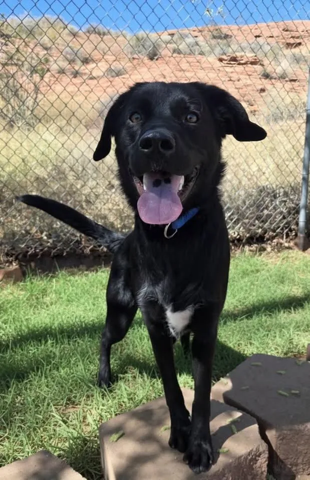 An adult large-sized male Black Labrador Retriever dog named Bentley for adoption in Saint George, UT