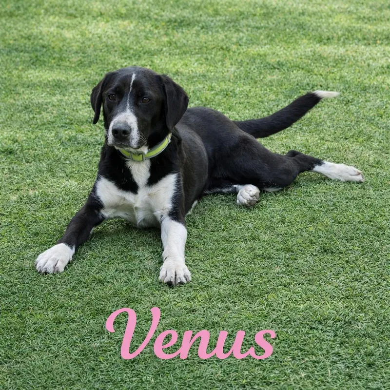 Venus thumbnail 5