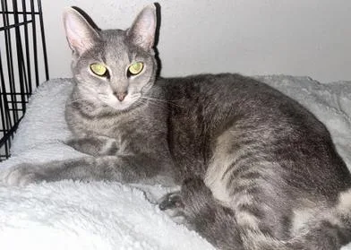 An adult medium-sized female Tabby (Gray / Blue / Silver) Domestic Short Hair cat named Aruna for adoption in Liverpool, TX