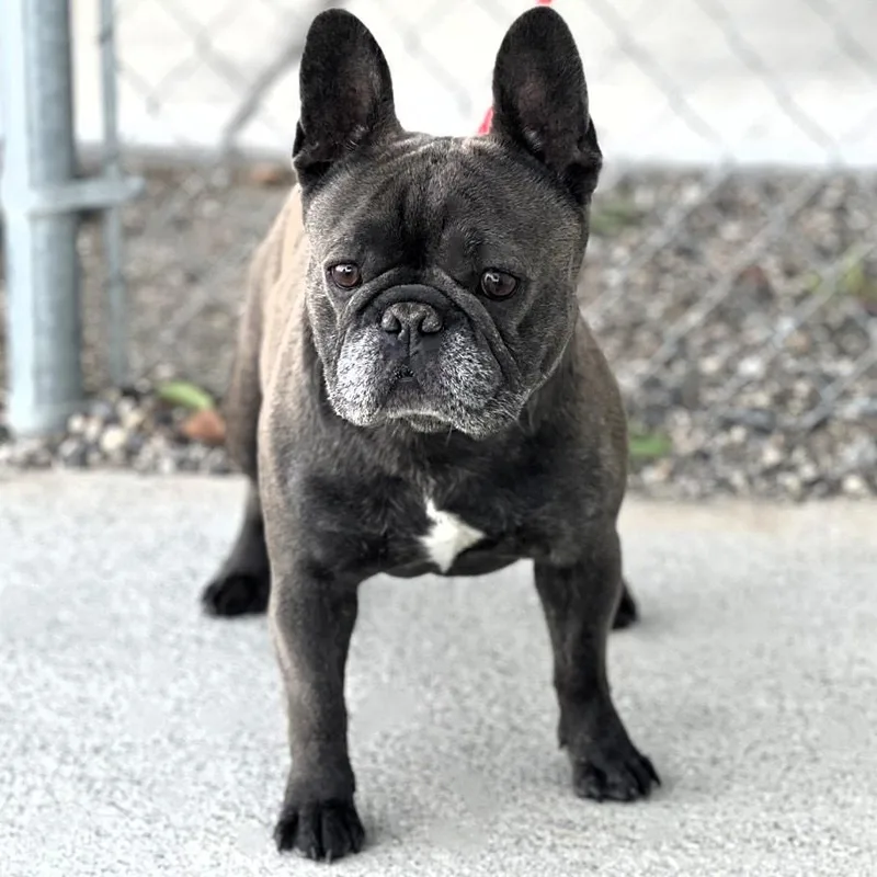 An adult small-sized male Brindle French Bulldog dog named 60580101 for adoption in Elko, NV