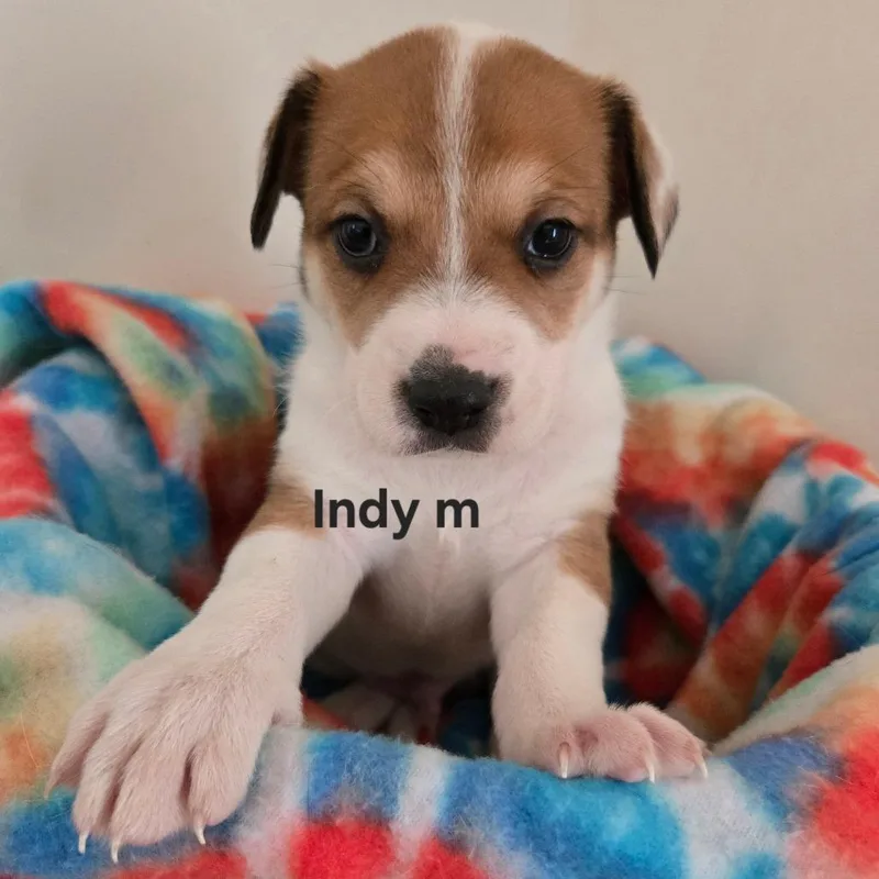A baby medium-sized male Red / Chestnut / Orange Mixed Breed dog named Hockey for adoption in Park City, UT