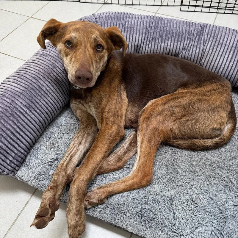 An adult medium-sized male Brown / Chocolate Shepherd dog named Toad for adoption in Flagstaff, AZ