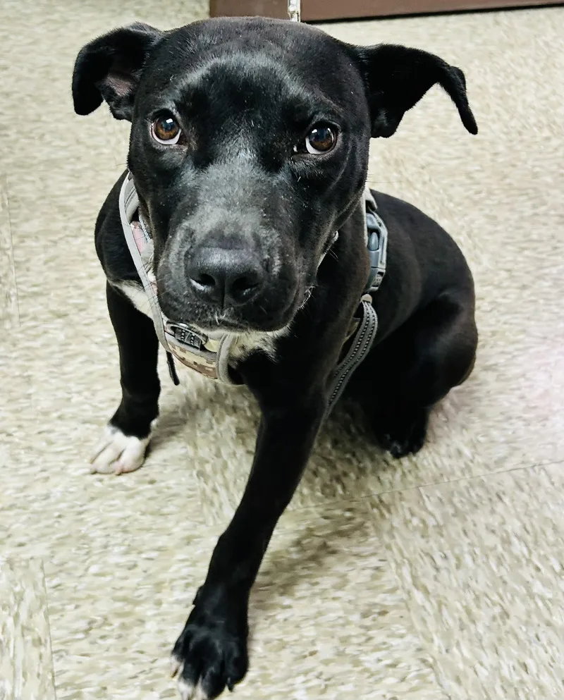 A young medium-sized male Black Staffordshire Bull Terrier dog named Percy for adoption in Cibolo, TX