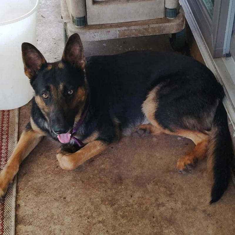 An adult large-sized male Black German Shepherd Dog dog named Blink JuM for adoption in Austin, TX